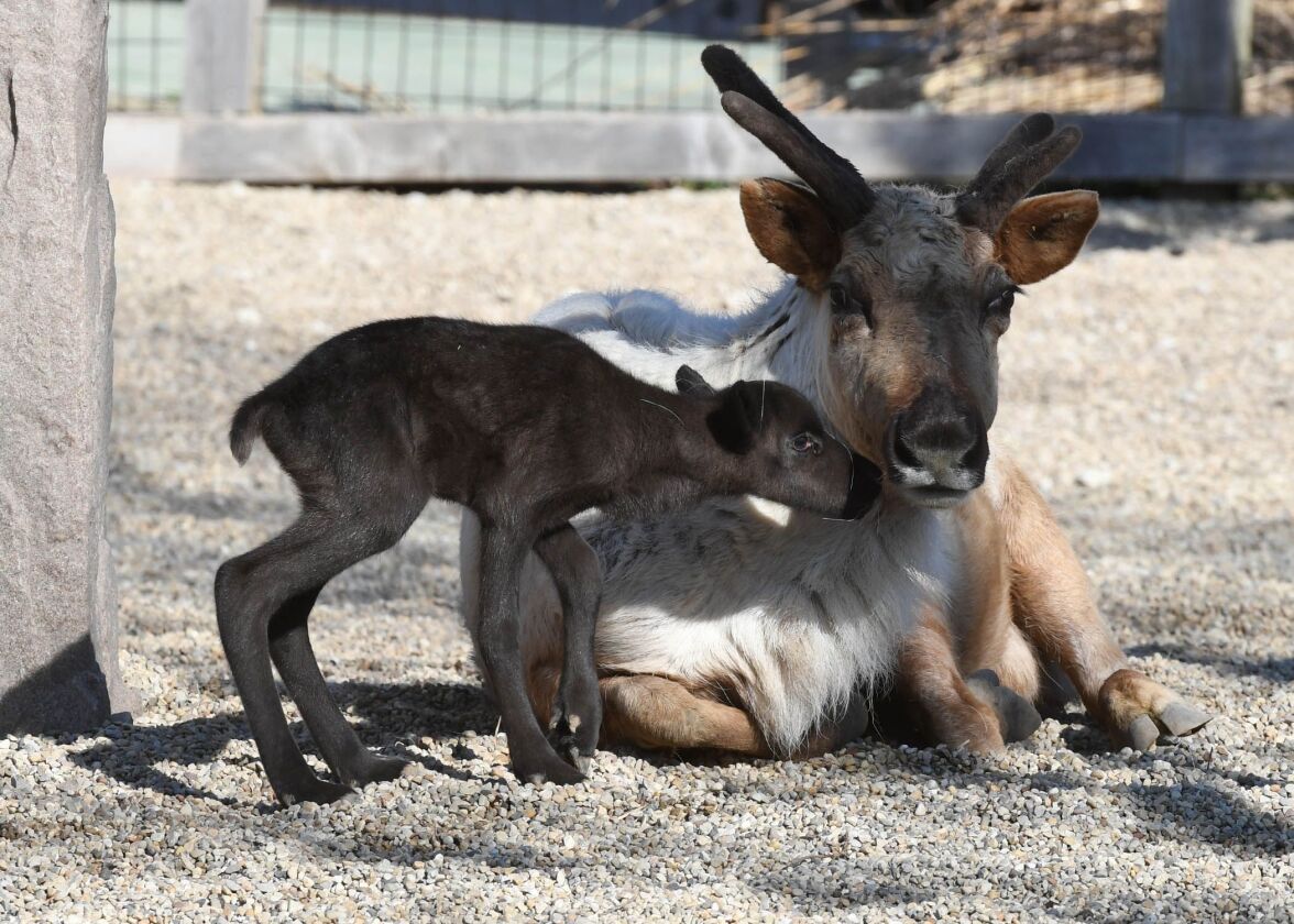 The baby reindeer is the first born at Brookfield Zoo since 1980. | Jim Schulz/Chicago Zoological Society
